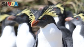 Northern rockhopper penguins on the island of Tristan da Cunha in the South Atlantic. (Andy Schofield/Pew Charitable Trust via AP)