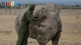  FILE - Keeper Zachariah Mutai attends to Fatu, one of only two northern white rhinos left in the world, in the pen at the Ol Pejeta Conservancy in Laikipia county in Kenya. (AP Photo/Sunday Alamba, File)