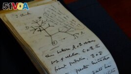 In this photo provided by Cambridge University Library on April 5, 2022, a view of the Tree of Life Sketch in one of naturalist Charles Darwin's notebooks which have recently been returned after missing for 20 years. (Stuart Roberts/Cambridge University Library via AP)
