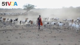 FILE - A Maasai man walks with his livestock in search of grassland at Ilangeruani village, near Lake Magadi, in Kenya, on Wednesday, Nov. 9, 2022. Rights groups say Maasai people in Tanzania are being relocated to make room for tourism. (AP Photo/Brian Inganga)