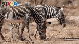 Endangered Grevy's Zebras look for food during drought, in the Samburu national park, Kenya, September 20, 2022. (REUTERS/Baz Ratner)
