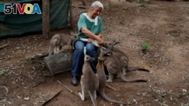 Julie Willis, an animal carer, feeds orphaned kangaroo joeys, in an area of her home designated for the pre-release of kangaroos, in the community of Wytaliba, New South Wales, Australia January 28, 2020. REUTERS/Jorge Silva 
