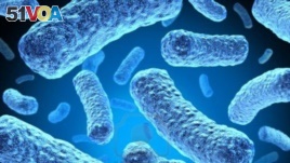 Multi-drug-resistant tuberculosis bacteria. (Credit: U.S. Centers for Disease Control and Prevention)