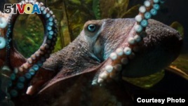 Inky the octopus is seen prior to his escape in this photo from the National Aquarium of New Zealand.