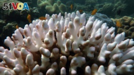 This undated handout photo received on April 6, 2020 from the ARC Centre of Excellence for Coral Reef Studies at James Cook University, shows coral bleaching on the Great Barrier Reef. - Australia's Great Barrier Reef has suffered its most...