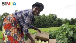 Janine Ndagijimana displays African eggplant also called bitter ball or garden egg, harvested from her field in Colchester, Vermont.