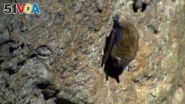 In this undated image from video, a bat suspected of having white-nose syndrome clings to a cave wall in Mammoth Cave National Park in Mammoth Cave, Ky. (AP Photo/Alex Sanz)