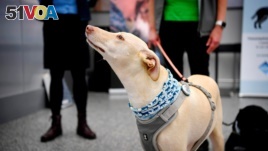 Sniffer dog K'ssi works at the Helsinki airport in Vantaa, Finland, Sept. 22, 2020.