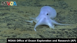 A new octopus species may have been found on the ocean floor near Hawaii.