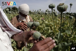 FILE - In this May 10, 2013 file photo, Afghan farmers collect raw opium as they work in a poppy field in Khogyani district of Jalalabad east of Kabul, Afghanistan.