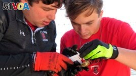 St. Stanislaus HIgh School seniors Dayton Hall (L) and Jackson Mountjoy use calipers to measure a tiny baby oyster at the school's oyster garden in Bay St. Louis, Miss., on Monday, Nov. 15, 2021. 