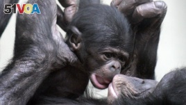 Bonobos Threatened With Extinction