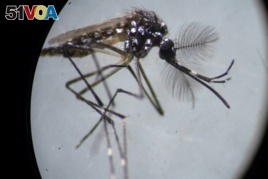 An Aedes aegypti mosquito is seen through a microscope at the Oswaldo Cruz Foundation laboratory in Rio de Janeiro, Brazil.