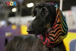 Abbs, an Afghan Hound, competed at the 2014 Westminster Kennel Club Dog Show in New York, 2014. (REUTERS/Shannon Stapleton)