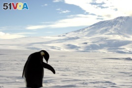 FILE - A foraging Emperor penguin preens on snow-covered sea ice around the base of the active volcano Mount Erebus, near McMurdo Station, the largest U.S. Science base in Antarctica, December 9, 2006. REUTERS/Deborah Zabarenko