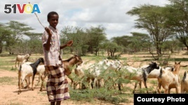 Northern Kenya's Drought-hit Herders Pin Hopes on Desert Farming