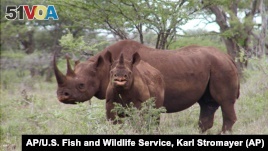 Rhino Poaching Reaches Record Level in 2014