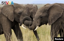 African Elephants, The Information Revolution and Nigeria's Safe Water