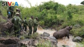 Kenya Wildlife Service rangers and capture team pull out a sedated black rhino from the water in Nairobi National Park, Kenya, on Jan. 16, 2024. (AP Photo/Brian Inganga, File)
