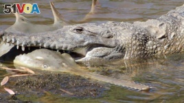 This undated handout photo released by the Department of Parks and Wildlife and Murdoch University on April 13, 2017 shows a freshwater crocodile preying on a young sawfish in Western Australia's Fitzroy River.