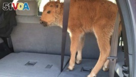 The baby bison stands in the back of a tourists' truck after they thought it was too cold. Their error cost the bison its life. 