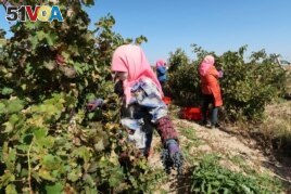 Workers harvest grapes for winemaker Ian Dai (not pictured) at a vineyard near Yinchuan, Ningxia, October 11, 2021. (REUTERS/Norihiko Shirouzu)