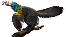 An illustration of a reconstruction of the iridescent dinosaur which had rainbow feathers, named Caihong juji, unearthed in China, is shown in this October 31, 2016 photo released on January 15, 2018. Courtesy Velizar Simeonovski/The Field Museum for the University of Texas at Austin/Handout via REUTERS 