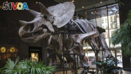 Does this dinosaur skeleton has many bones. But it does not have a bone of contention. The skeleton was on display at an auction house in New York, 2013.