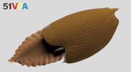 A reconstruction viewed from the side of the Cambrian Period arthropod Titanokorys gaines, a marine creature that lived about 506 million years ago. (Reuters Photo)