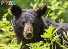 A black bear in Shenandoah National Park