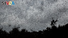Swarms of desert locusts fly above trees in Katitika village, Kitui county, Kenya Friday, Jan. 24, 2020.