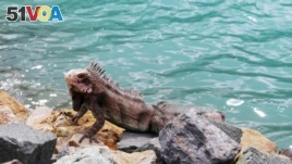 Iguanas are natural swimmers. Maybe this one will jump into the water?