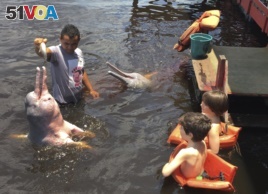 In this Oct.11, 2017, file photo, young tourists look on as a man feeds fish to pink dolphins in the Rio Negro outside of Manaus, Brazil.