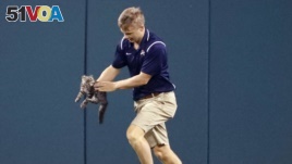 Lucas Hackmann, a member of the Busch Stadium grounds crew, removes a cat that ran onto the field during the sixth inning of a baseball game between the St. Louis Cardinals and the Kansas City Royals Wednesday, Aug. 9, 2017, in St. Louis. (AP Photo/Jeff R
