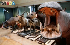 FILE - A stuffed hippopotamus is seen near other stuffed animals at the Royal Museum for Central Africa in Tervuren, near Brussels January 22, 2014.REUTERS/Francois Lenoir/File Photo