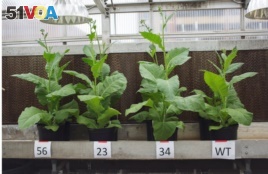 Three supercharged tobacco plant compared to a regular one. (Credit Haley Ahlers/U. of Illinois)