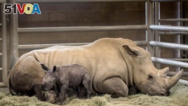  A day-old southern white rhino calf rests beside his mother, Victoria.