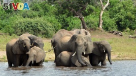 FILE - In this March 3, 2013 file photo, elephants drink from the Chobe National Park in Botswana. The sudden deaths of some 330 elephants earlier this year may have occurred because they drank water contaminated by toxic blue-green algae. (AP Photo/Charmaine Noronha, File)
