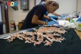 University of Hawaii researcher Sonia Rowley logs coral samples taken from deep ocean seamounts during an expedition to unexplored underwater volcanoes off the coast of Hawaii's Big Island on Sept. 7, 2016. (AP Photo/Caleb Jones)