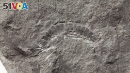 A fossil of a 425 million-year-old millipede called Kampecaris obanensis and unearthed in Scotland is shown in this undated handout photo released to Reuters on May 27, 2020. (British Geological Survey/Handout via REUTERS)