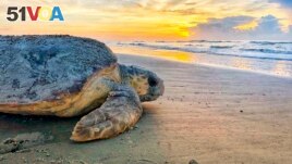 FILE - In this June 30, 2019, photo provided by the Georgia Department of Natural Resources, a loggerhead sea turtle returns to the ocean after nesting on Ossabaw Island, Ga. (Georgia Department of Natural Resources via AP, File)