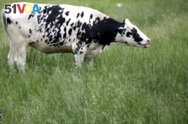 Cow Grazing on Grass