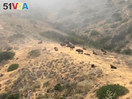 At one time, the bison of Catalina Island numbered as many as 600. Since then, almost 500 have found new homes on Native American reservations.