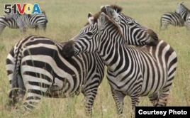 Satellites Help Explain Zebra Migration