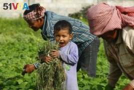 A child holds up plucked weeds as he helps his family on a farm near Phnom Penh, Cambodia, Aug. 2013. (AP Photo/Heng Sinith)