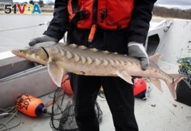 A researcher holds an endangered shortnose sturgeon caught in the Saco River in Biddeford, Maine. The fish was measured, tagged and released. Sturgeon were America's vanishing dinosaurs, armor-plated water beasts.