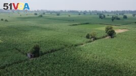 Sprawling fields of sugar cane are visible near Meerut, India, on August, 30, 2023. (AP Photo/Altaf Qadri)