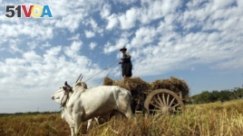 A farmer guides his cows as they pull a cart loaded with hay in his paddy field in Naypyitaw, Myanmar.