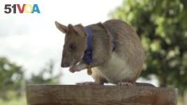 In this undated photo issued by the PDSA, People's Dispensary for Sick Animals, Cambodian landmine detection rat, Magawa is photographed wearing his PDSA Gold Medal, the animal equivalent of the George Cross, in Siem, Cambodia. (PDSA via AP)