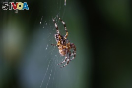 FILE - A spider sits in her web. Researchers from England think spiders might be sensing and using electrostatic fields to become airborne.